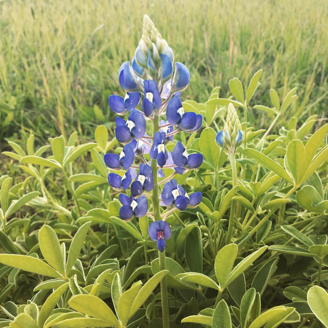 BEST Spots Brenham, Texas & Washington County