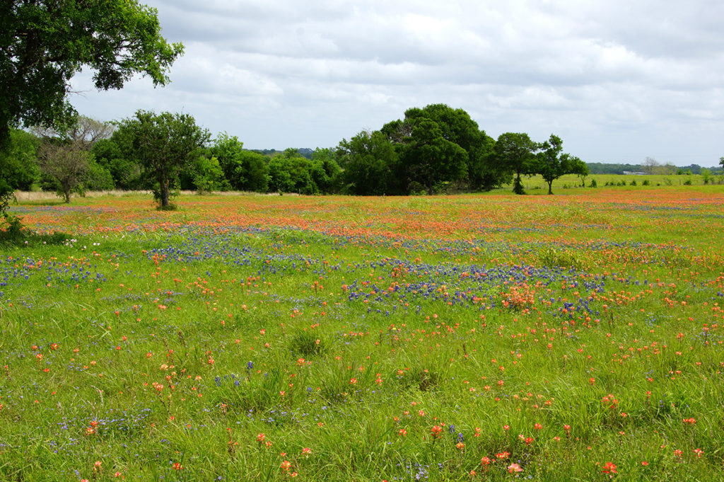 Bluebonnets in Brenham, Texas
