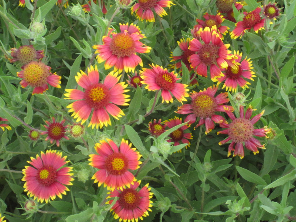 Indian blanket 2