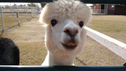 Peeka Ranch Alpacas
